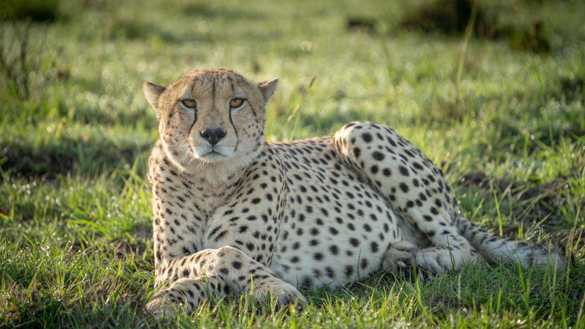 Cheetah lying down in the grass